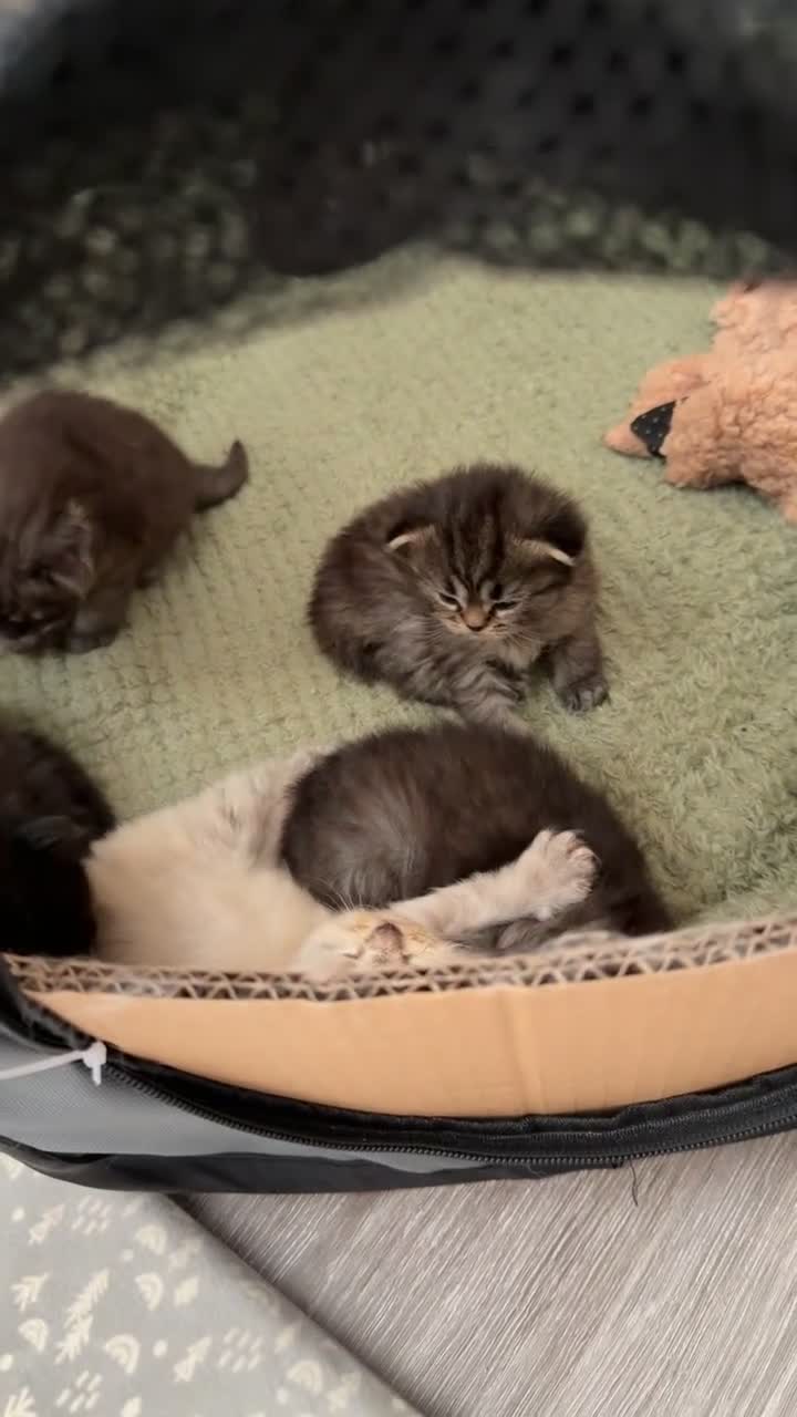 Persian cats for sale: Pure bred Chinchilla Persians  in Sheffield - Video 3