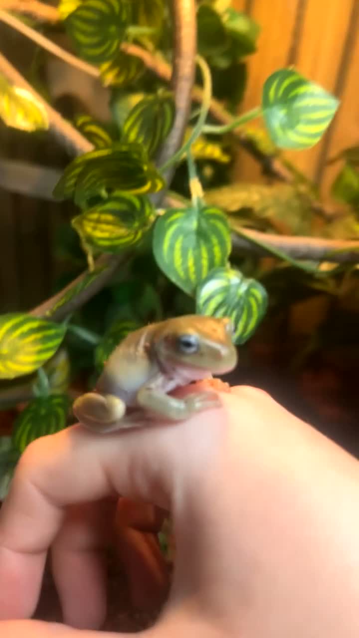 Frog reptiles for sale: Blue eyed whites tree frog  in Pontefract - Video 1