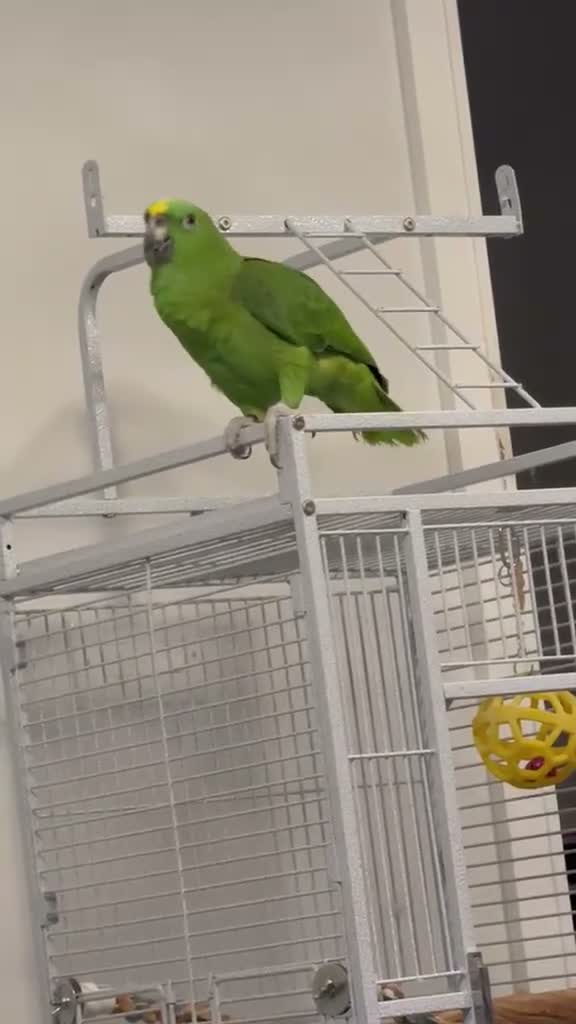 Parrots birds for sale: Amazon Yellow Napped Parrot in Wembley - Video 1