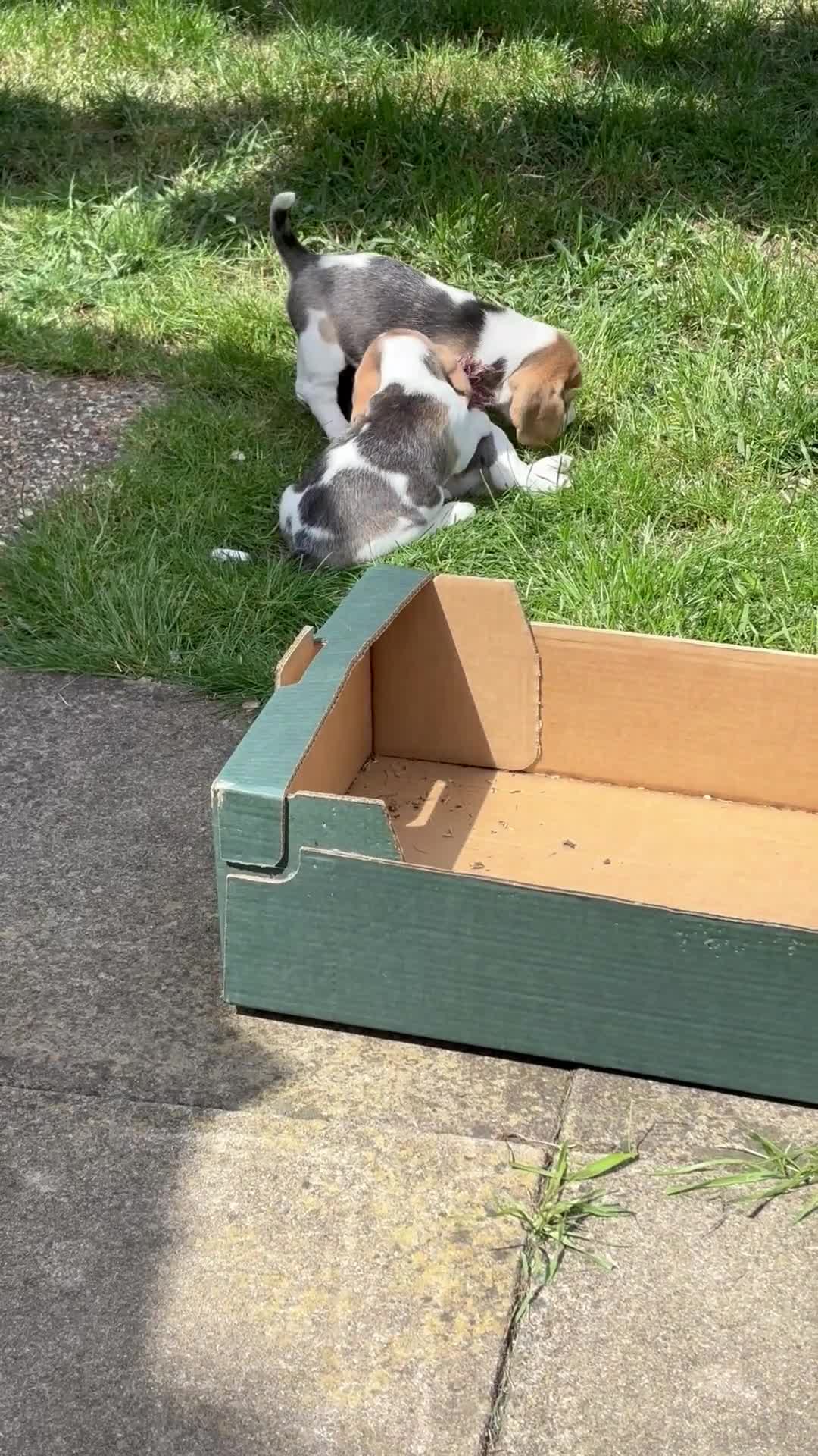 Beagle dogs for sale: Beagle Tricolour Bitch Puppies  - Video 1