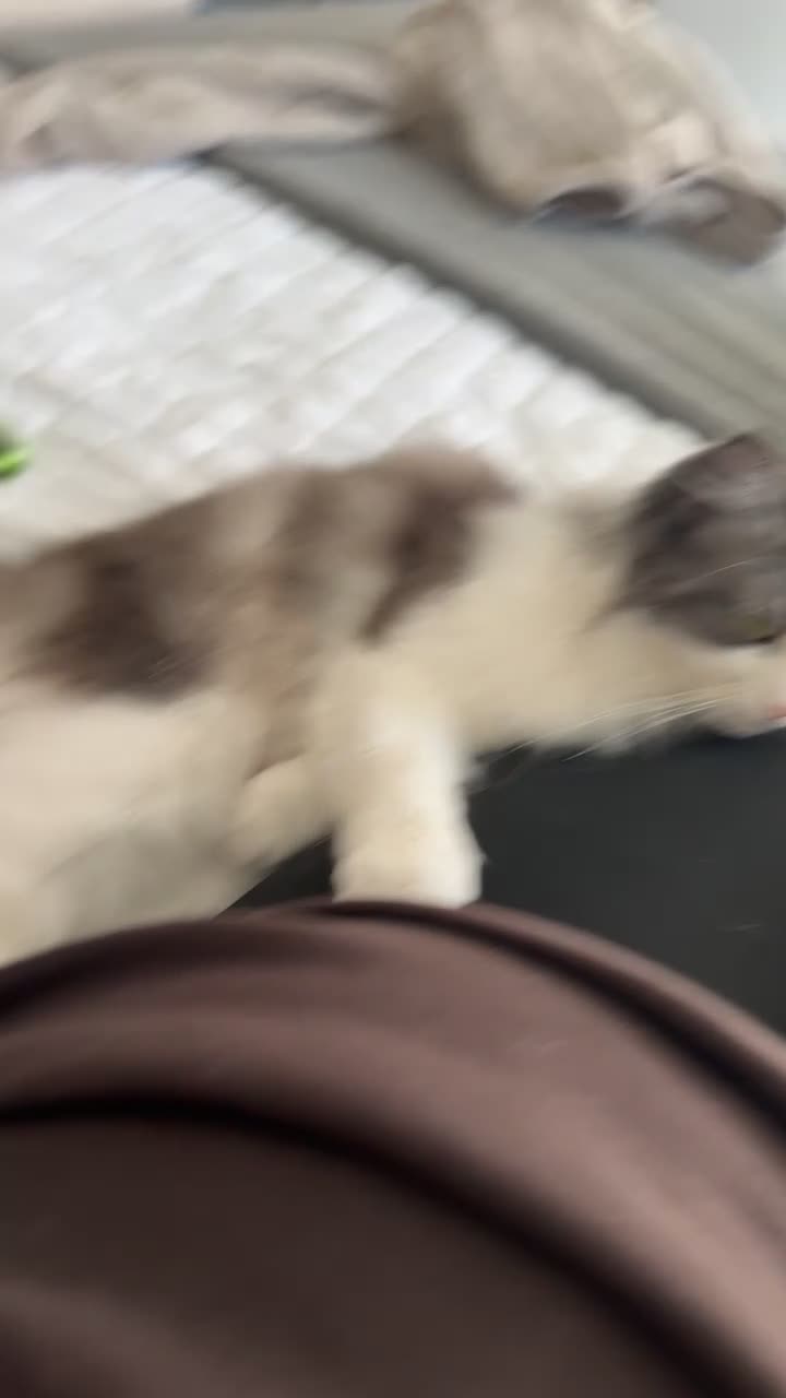 Mixed Breed cats for sale: Enzo and Willow (sibling Persian/ragdoll) in Mexborough - Video 1