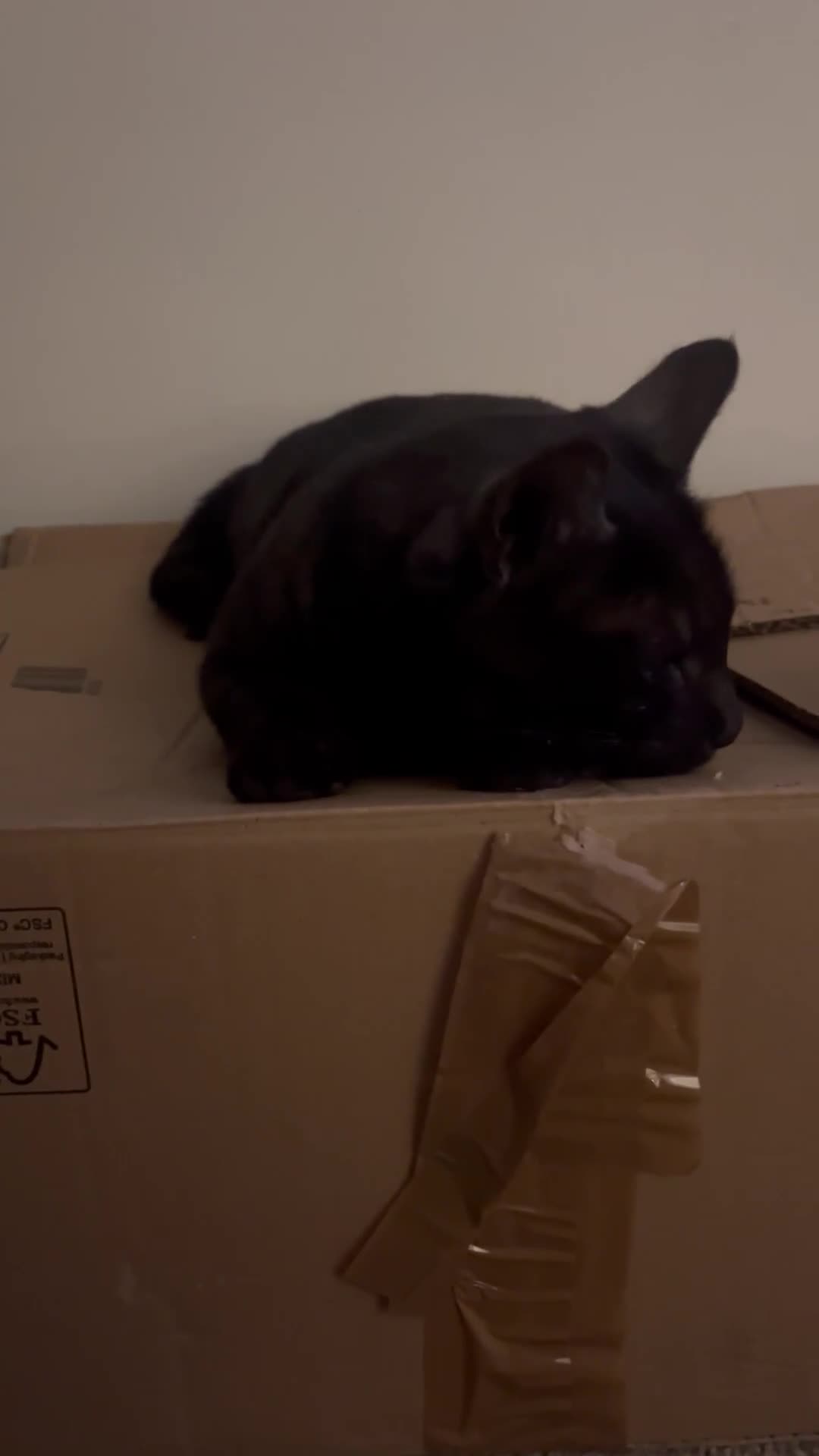 Mixed Breed cats for sale: Archie - black ghost tabby for rehome - Video 1