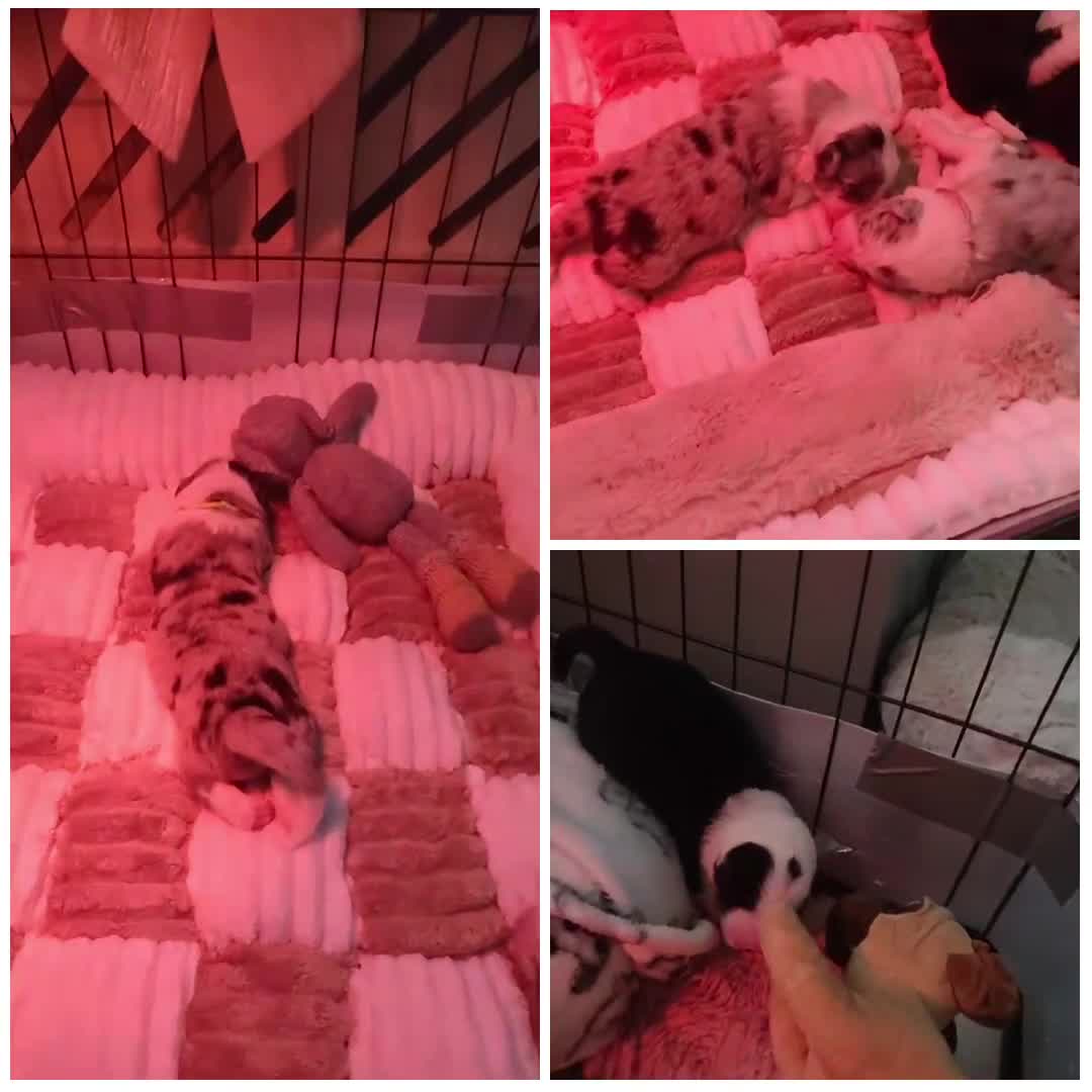 Border Collie dogs for sale: Stunning puppies from international champion line. - Video 1