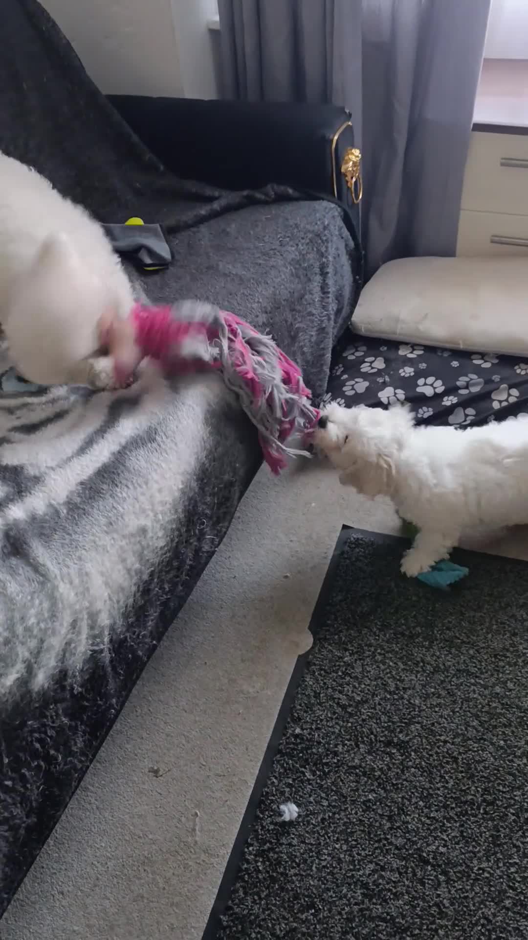 Bichon Frise dogs for sale: Bishon frise - Video 4