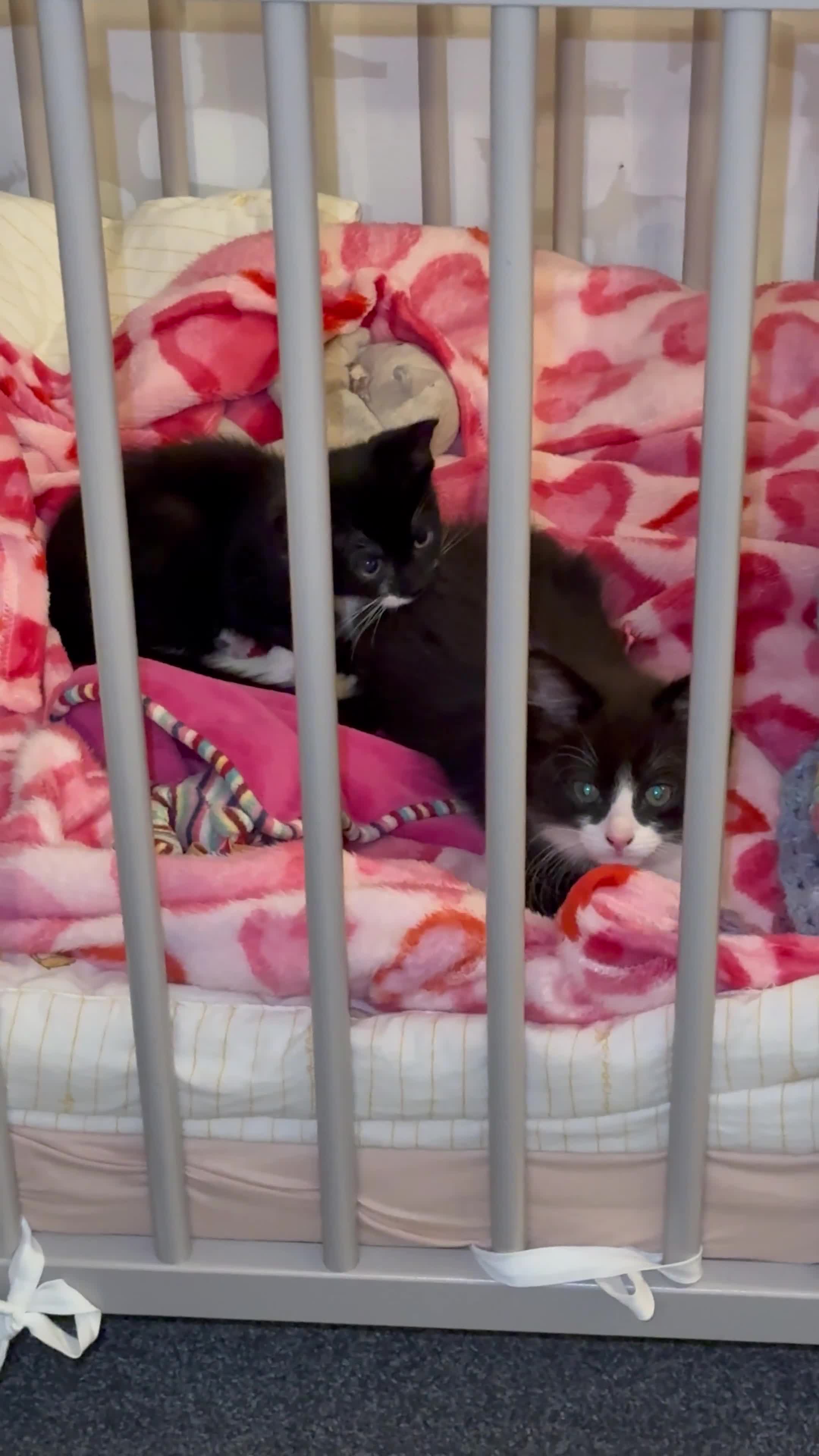 British Longhair cats for sale: Kitten - Video 1