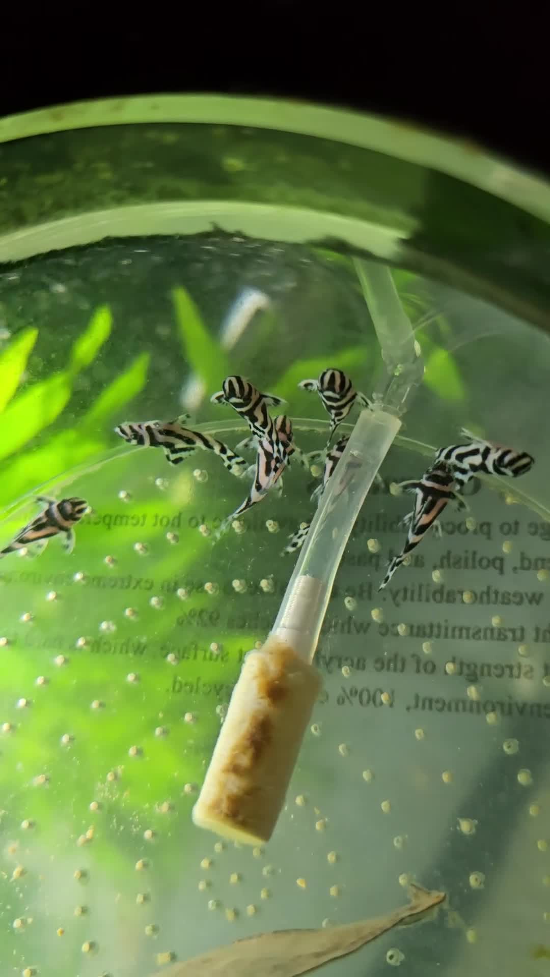 Plecos fish for sale: Zebra Pleco Hypancistrus L046 2cm UK Tank Bred - Video 1