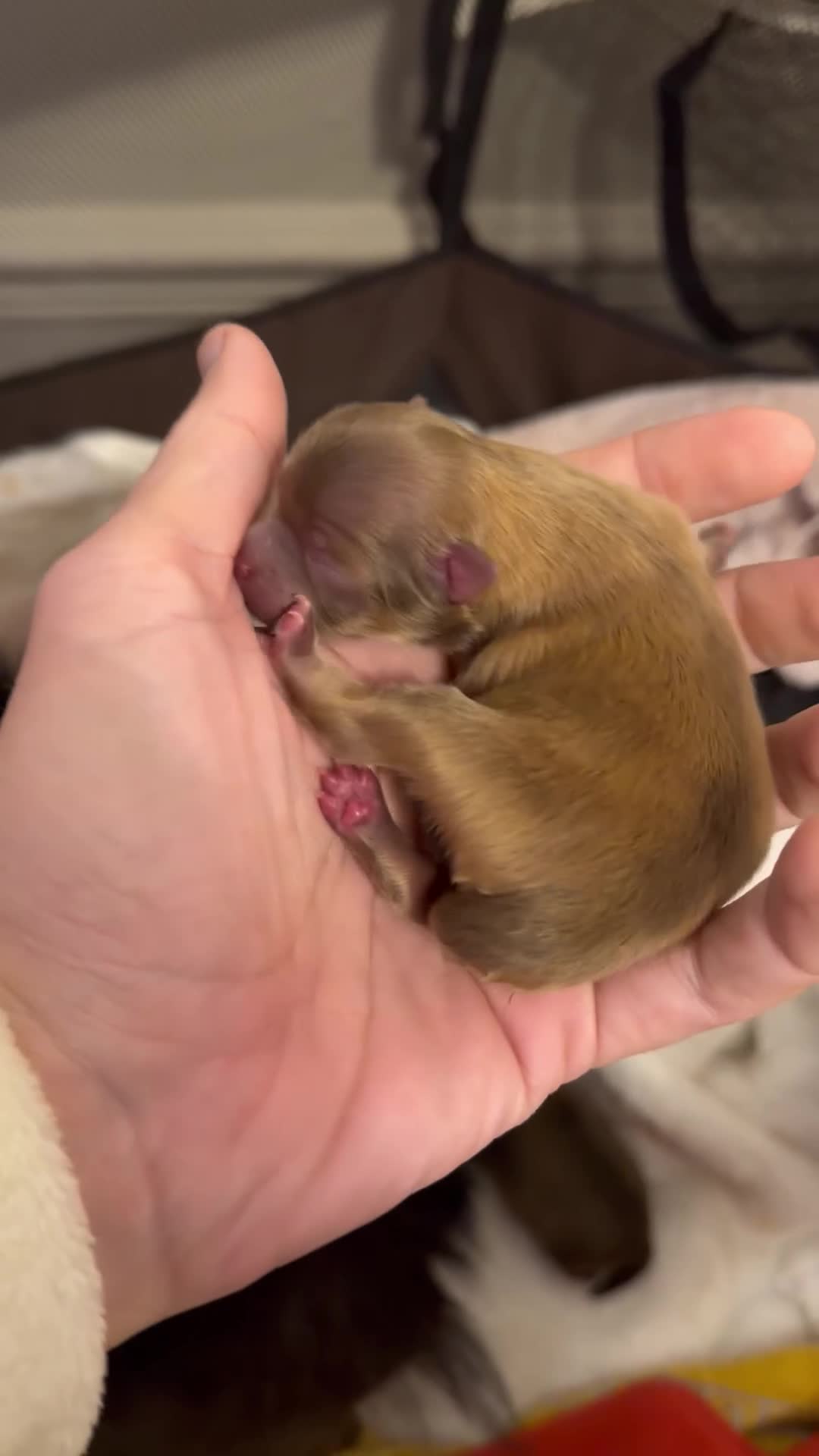 Pomeranian dogs for sale: Beautiful Pomeranian Babys in Manchester - Video 1