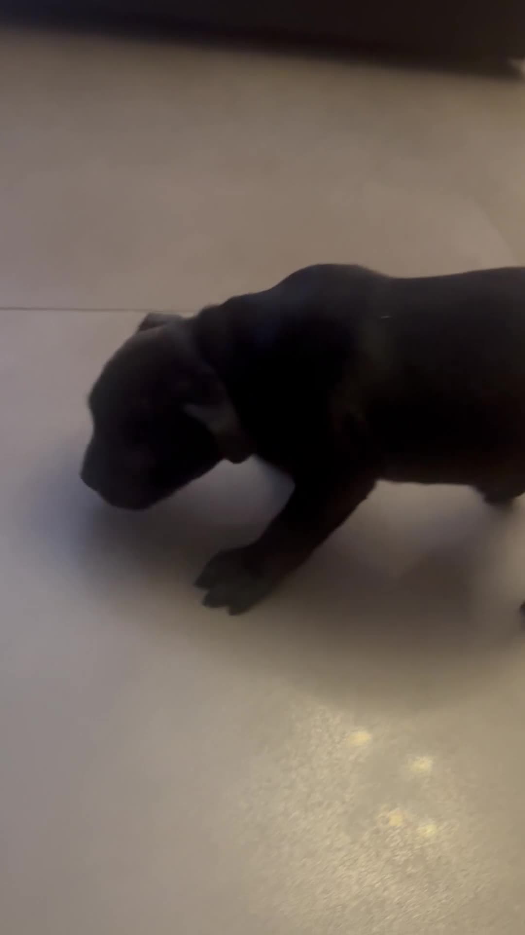 Staffordshire Bull Terrier dogs for sale: Champion Beautiful Black Staffy Puppies  - Video 1