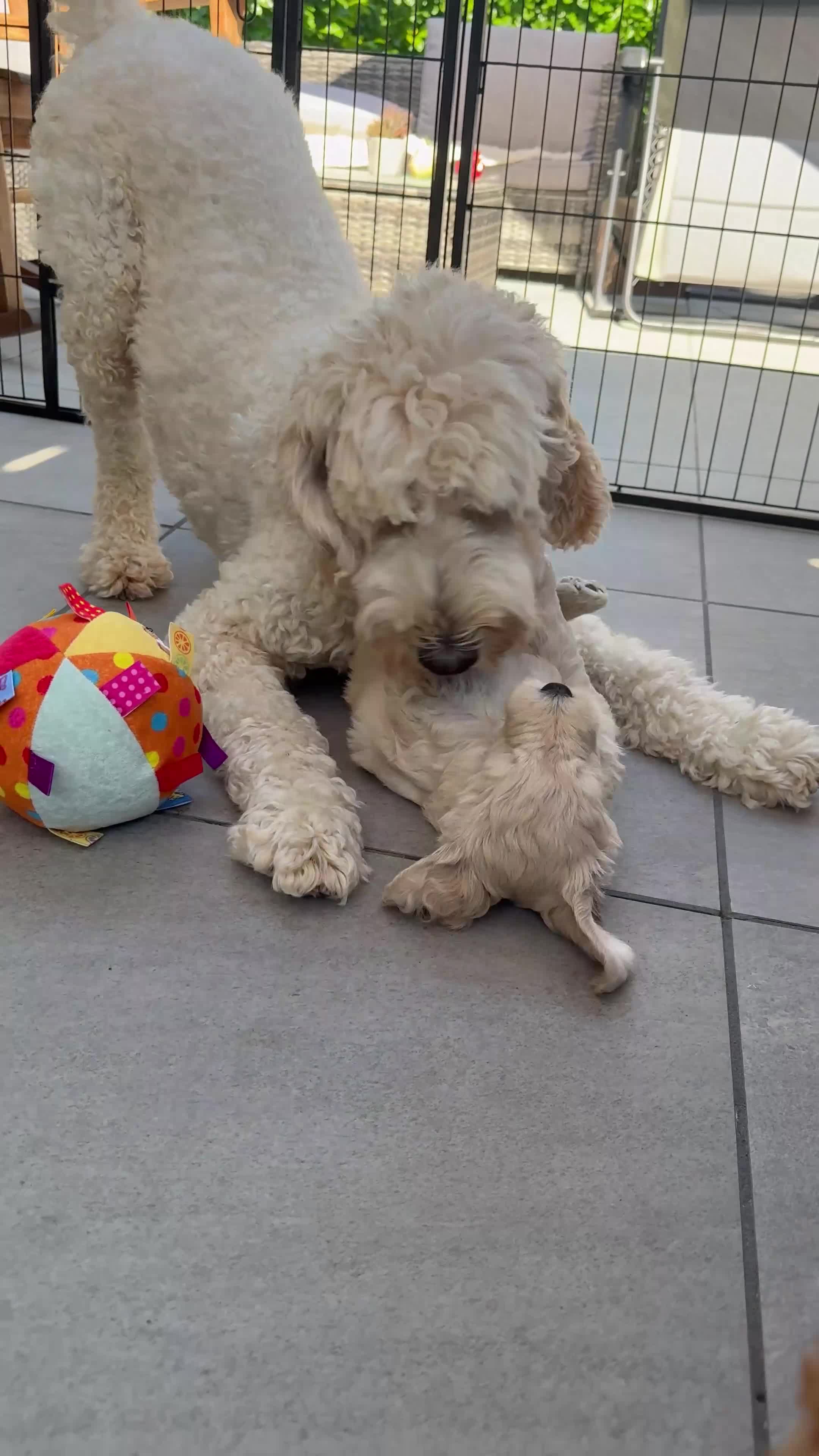Mixed Breed dogs for sale: Multigeneration Cream/Apricot Double Labradoodles  - Video 2