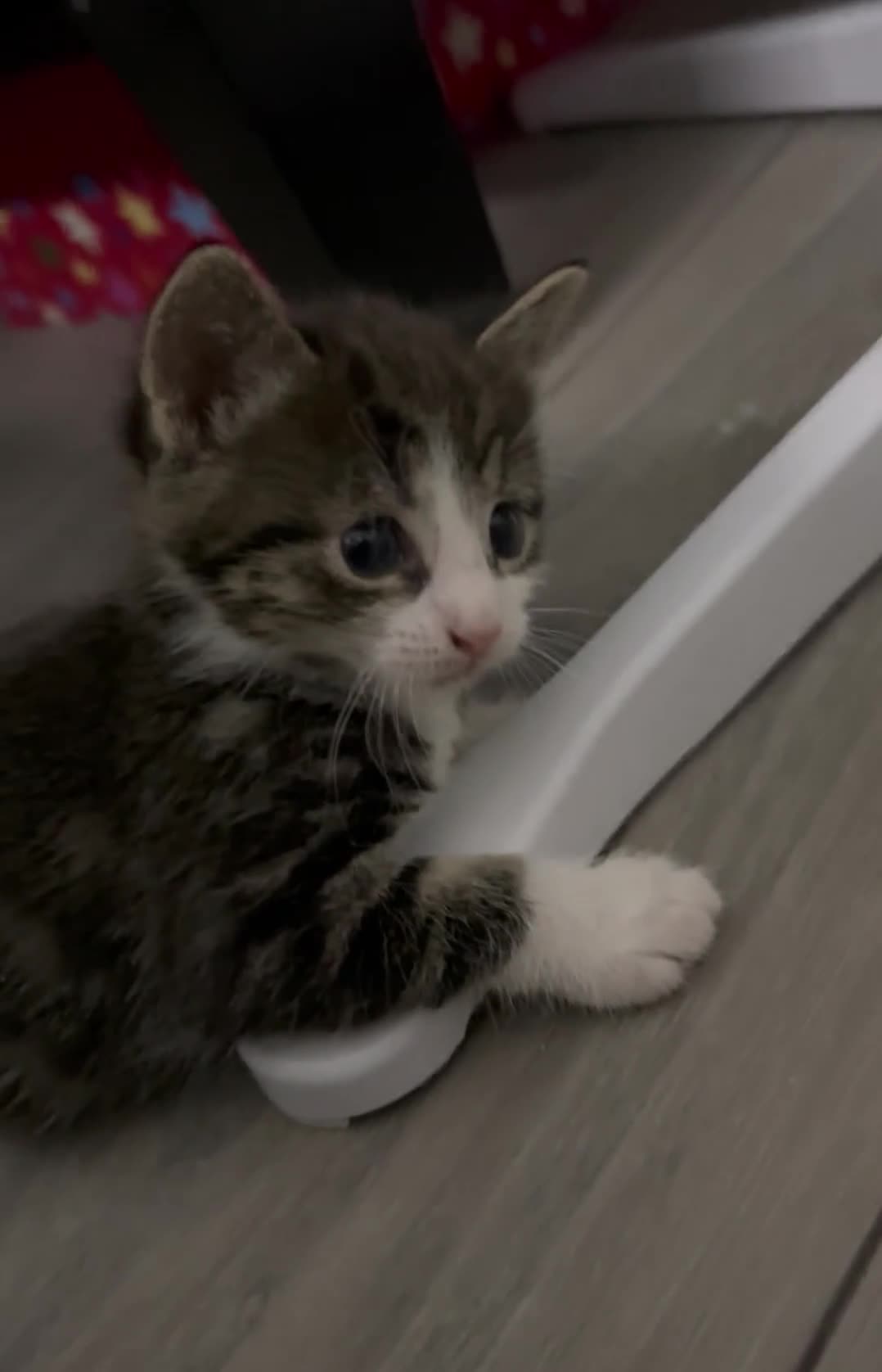 Mixed Breed cats for sale: 5 week old kittens -2 girls and 1 boy  - Video 5