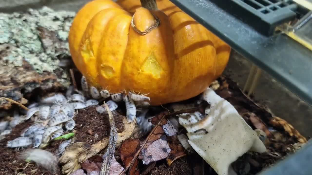 Isopods invertebrates for sale: Dairy Cow Isopods, Various Quantities  in Coventry - Video 1
