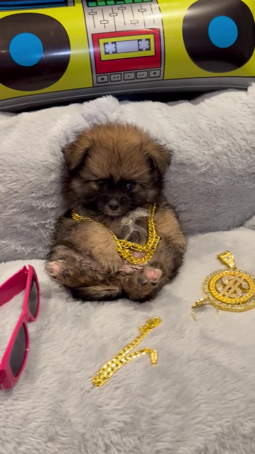 Pomeranian dogs for sale: Beautiful Pomeranian Puppies  - Video 1