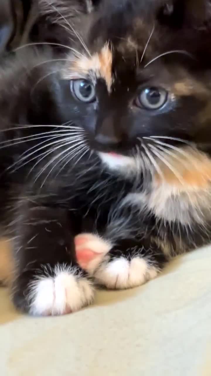 Domestic Shorthair cats for sale: Healthy 12-Week-Old Kittens — (Wormed, Ready Now!) - Video 3