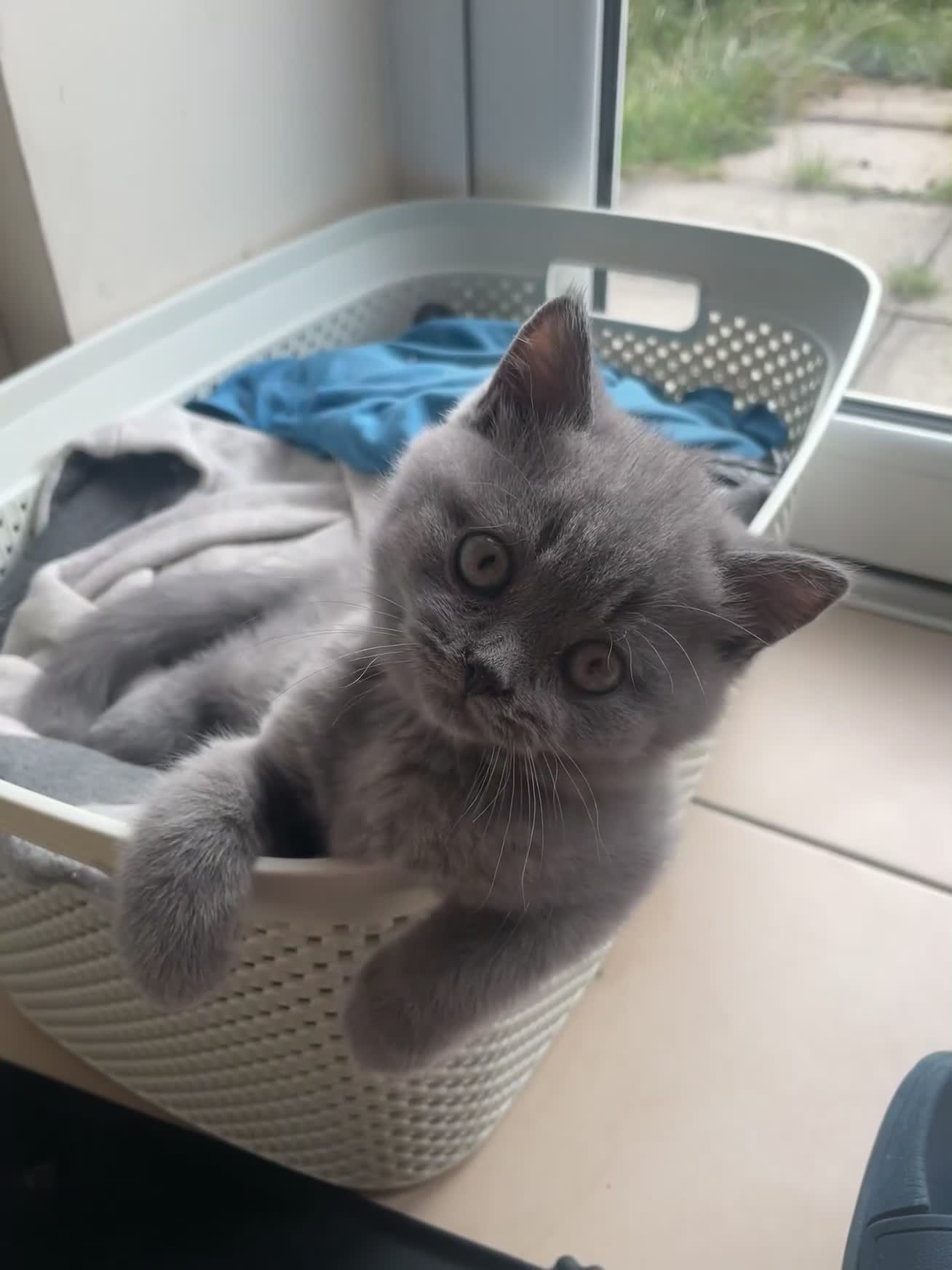 British Shorthair cats for sale: 5  BSH kittens - Video 1