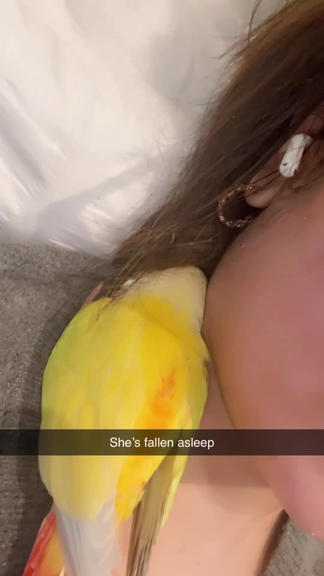 Conures birds for sale: Sunny the sunshine conure-baby-tamed-cockteil - Video 5