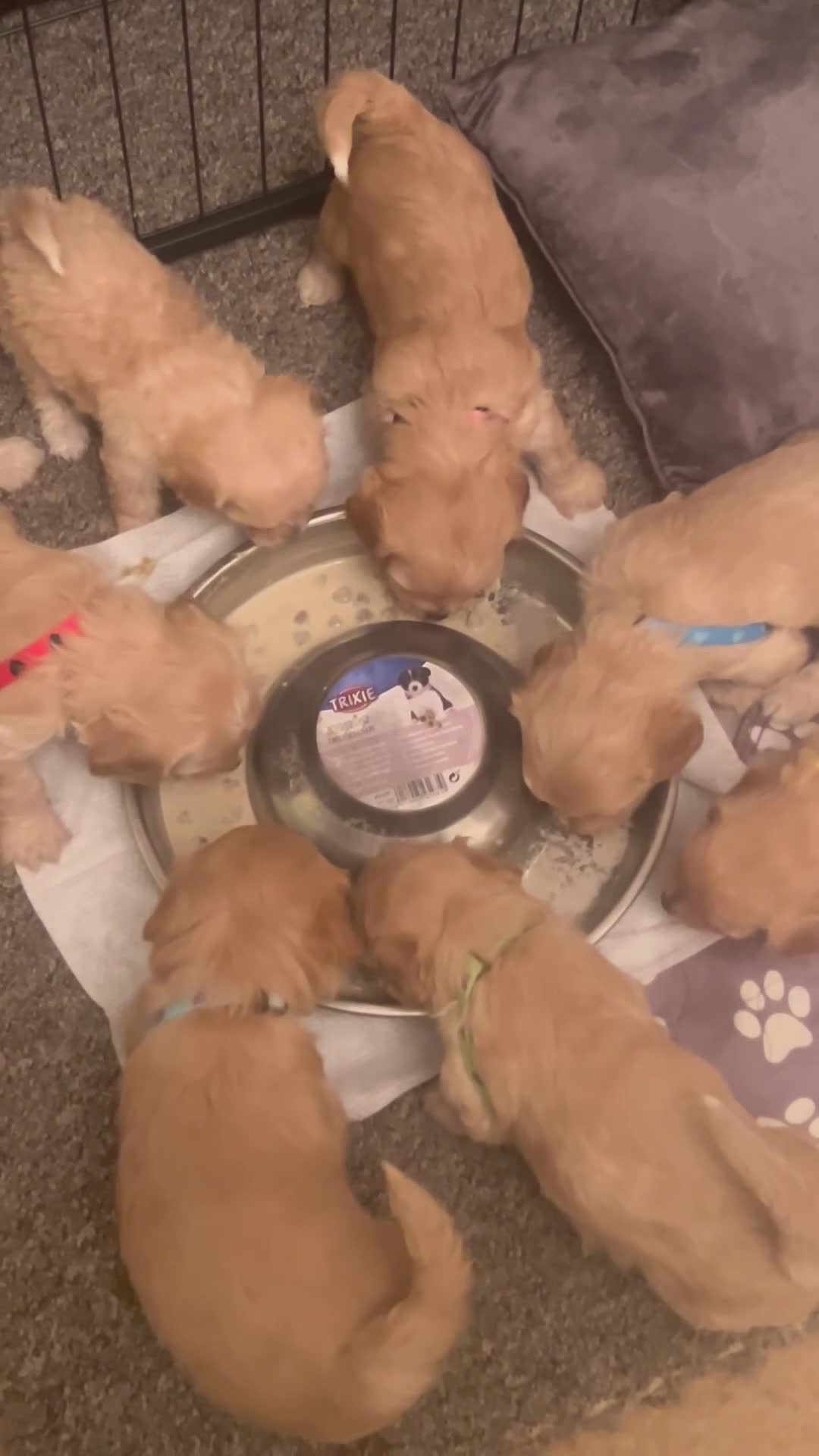 Mixed Breed dogs for sale: Cockachon Puppies - cocker spaniel bichon mix - Video 1