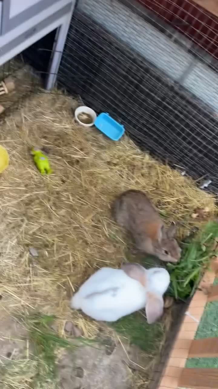 Netherland Dwarf rabbits for sale: Rabbits - Video 1