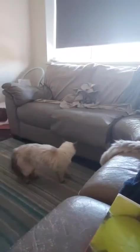 Ragdoll cats for sale: Bluepoint Ragdoll - Video 2