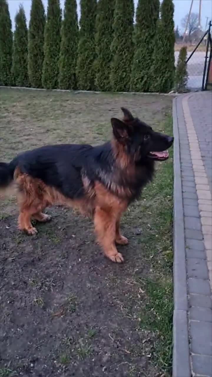 German Shepherd dogs for sale: Outstanding KC longhaired german shepherd puppies - Video 1