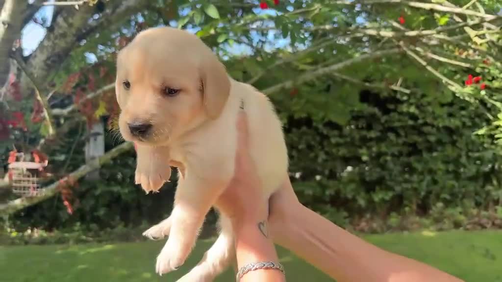 Goldador dogs for sale: Golden Retriever Labrador Puppies - Video 1