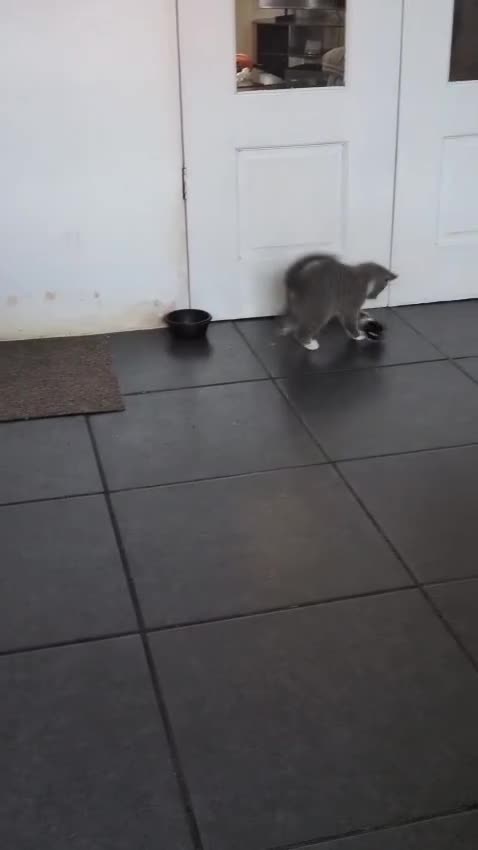 Mixed Breed cats for sale: Mixed short haired  in Ripley - Video 5