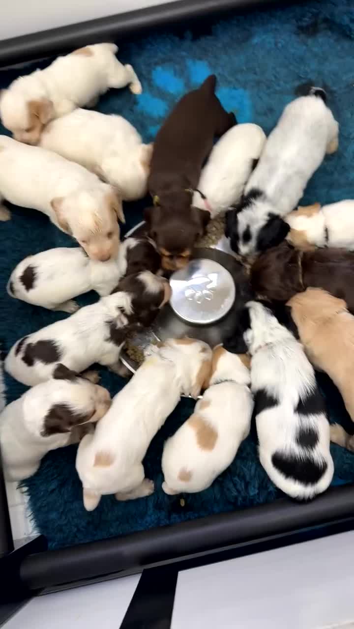 Cocker Spaniel dogs for sale: READY FOR NEW HOMES CAN LEAVE homes health tested  - Video 1