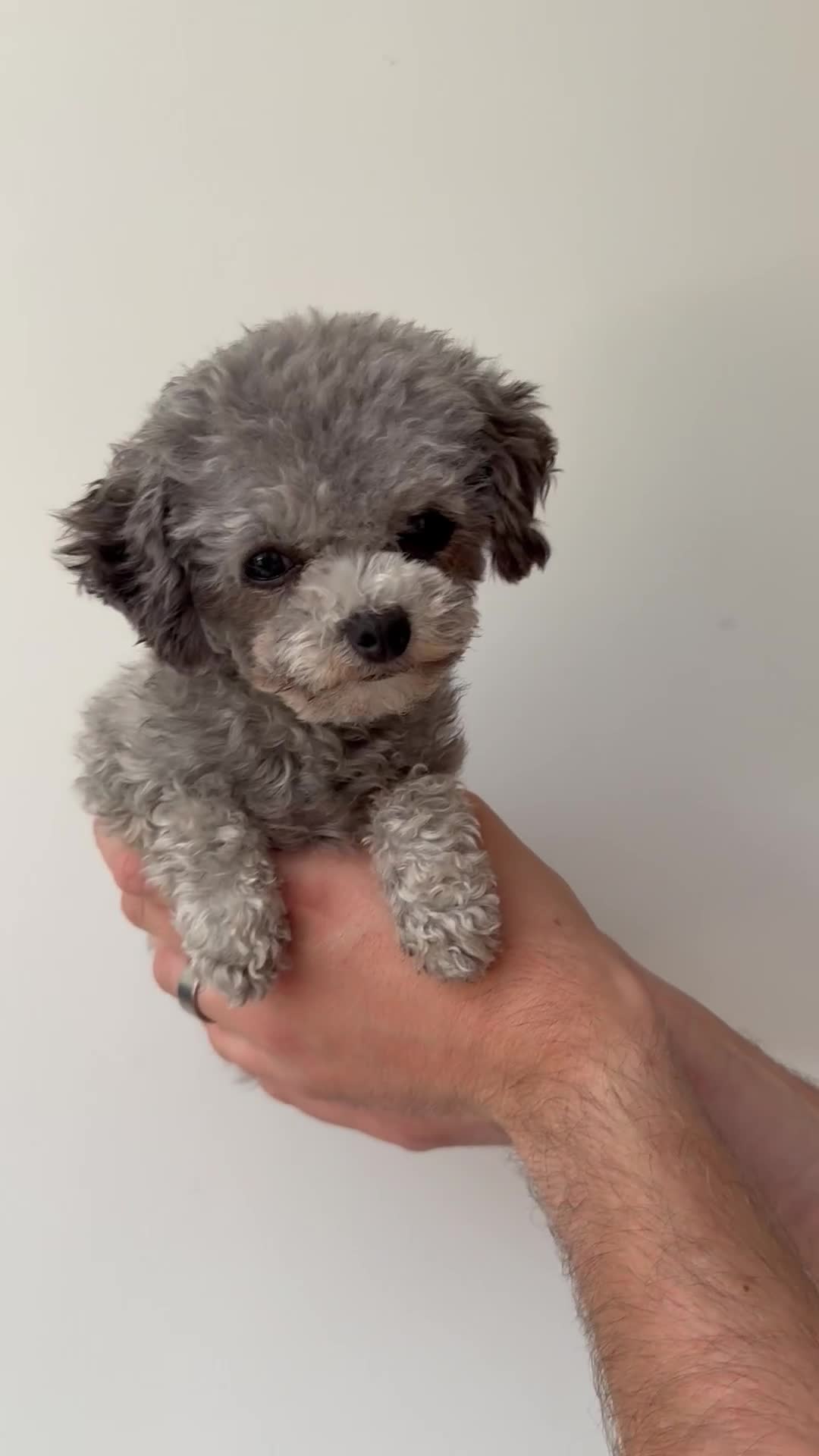 Toy Poodle dogs for stud: Smallest Silver Asian Micro Poodle In UK in Stevenage - Video 1