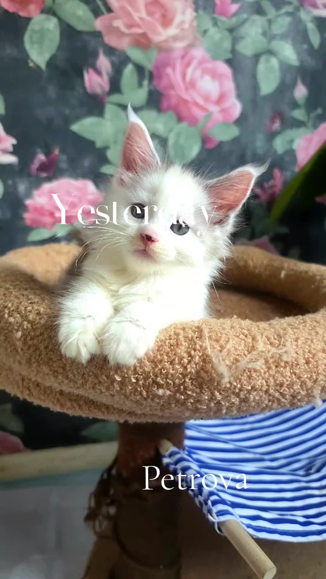 Maine Coon cats for sale: Stunning Mainecoons  - Video 1