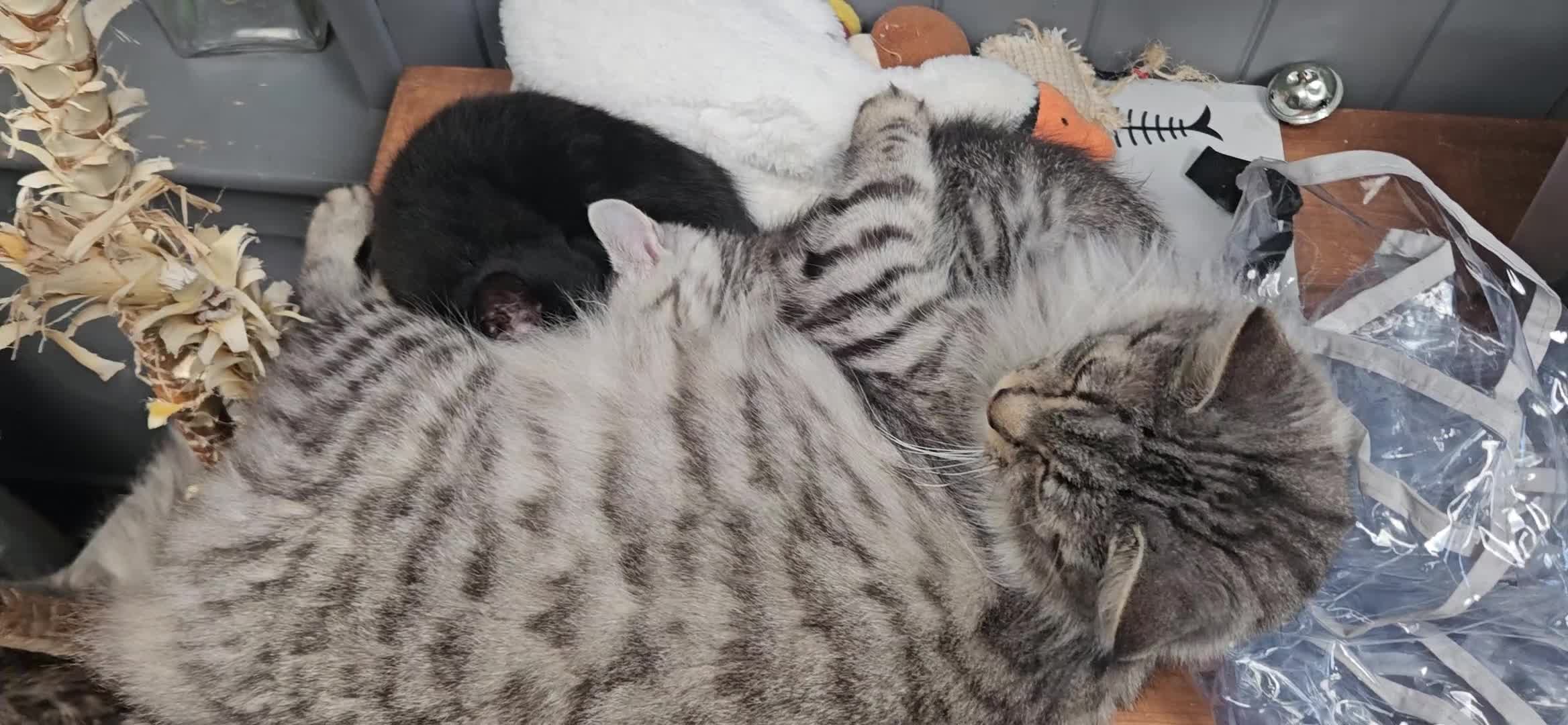 Maine Coon cats for sale: Maine coon cross kittens  - Video 3