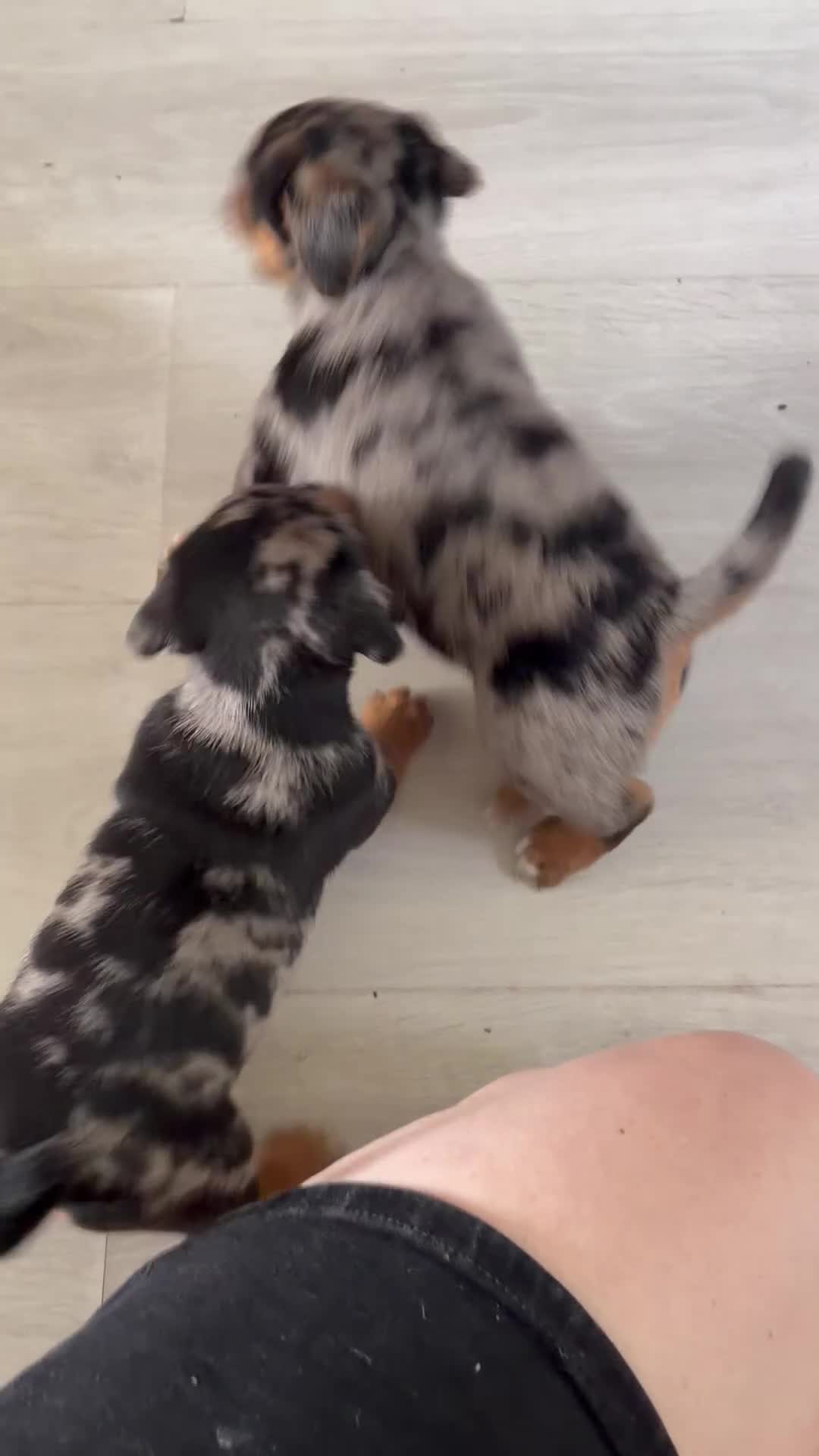 Jack Russell dogs for sale: Jack Russell puppies - Video 2