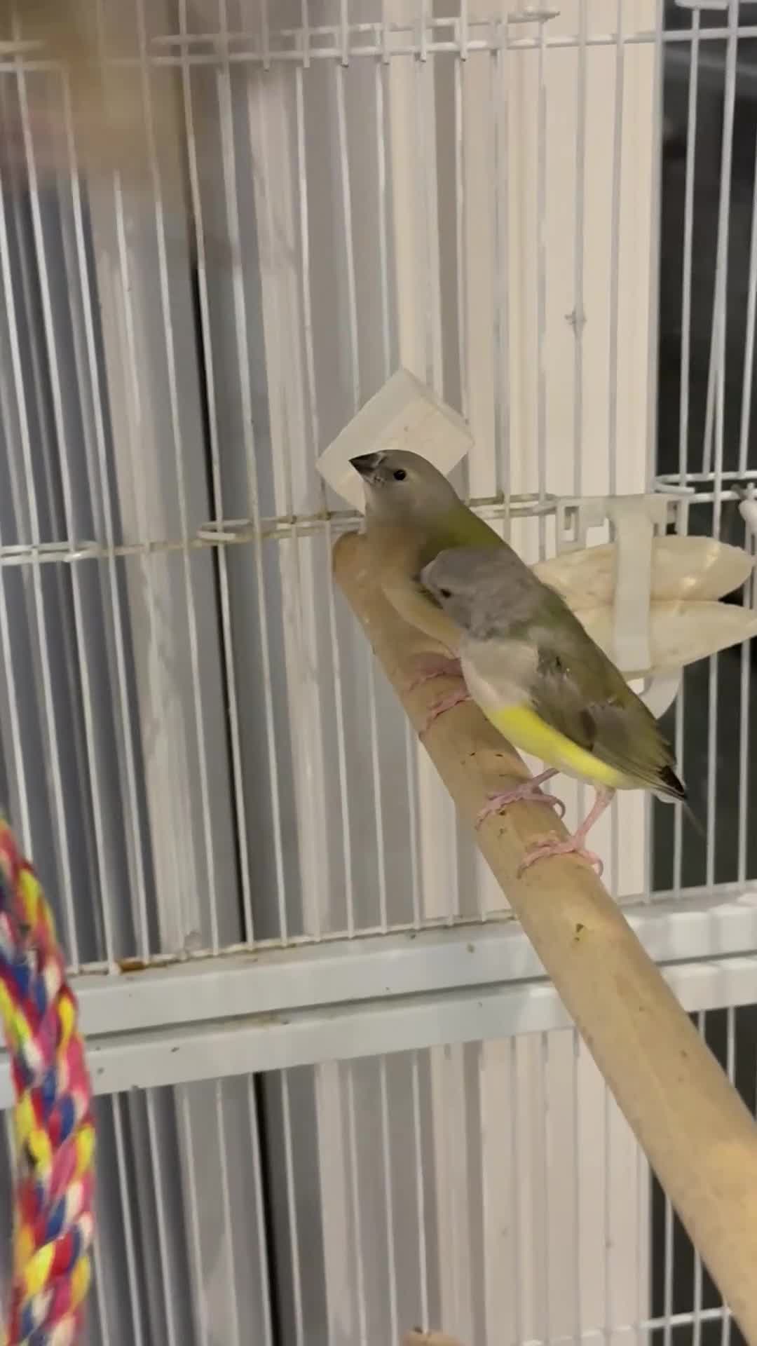 Finches birds for sale: gouildan finches available Runcorn  - Video 1