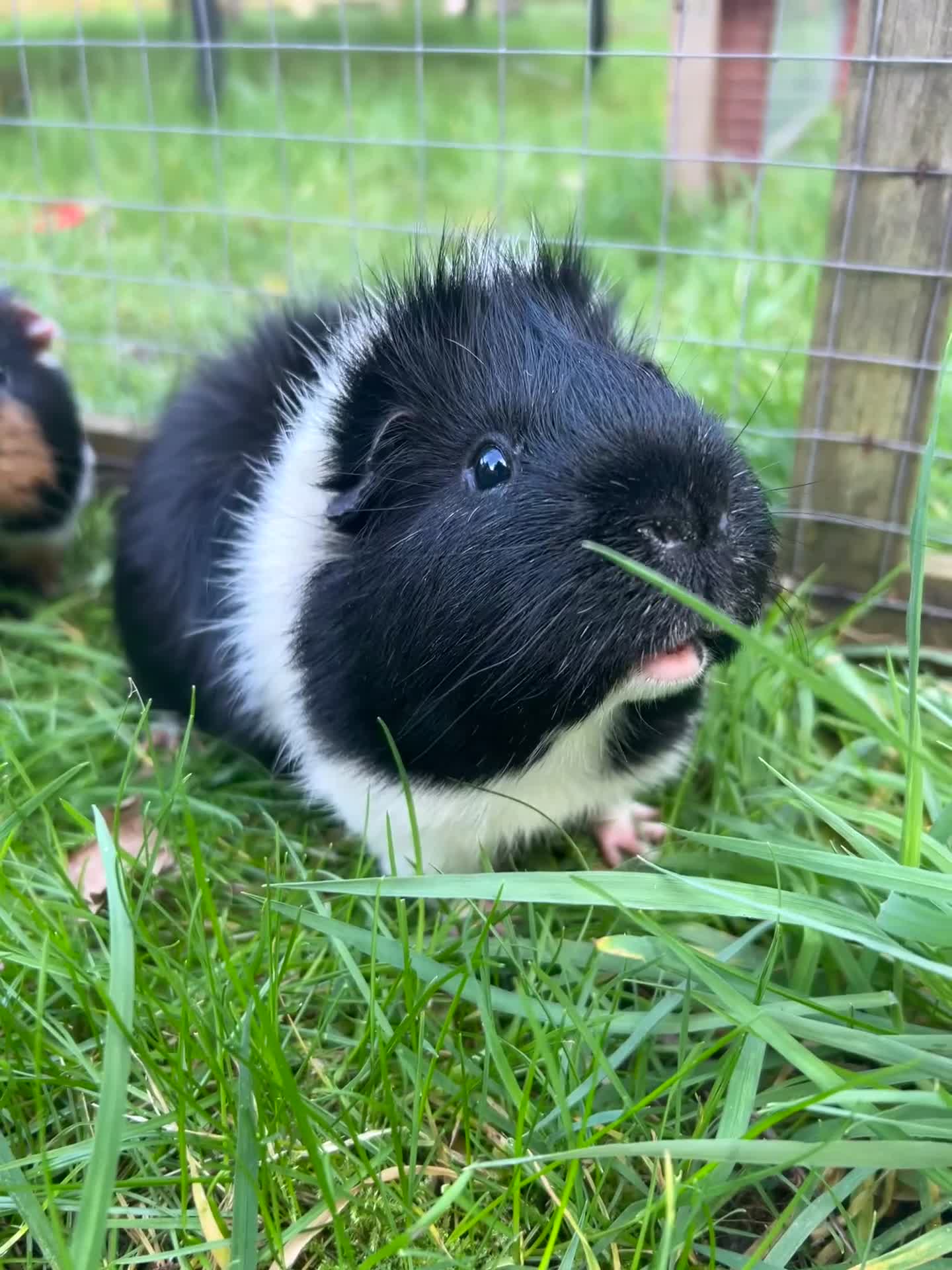 Guinea Pig rodents for sale: Gus & Badger  - Video 2