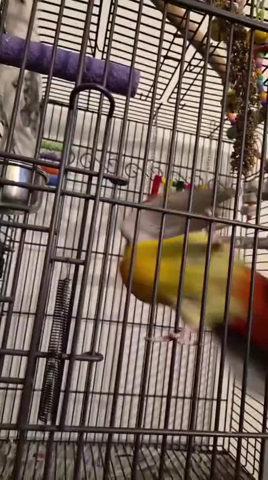 Mixed Breed birds for sale: Parrots for sale  - Video 1