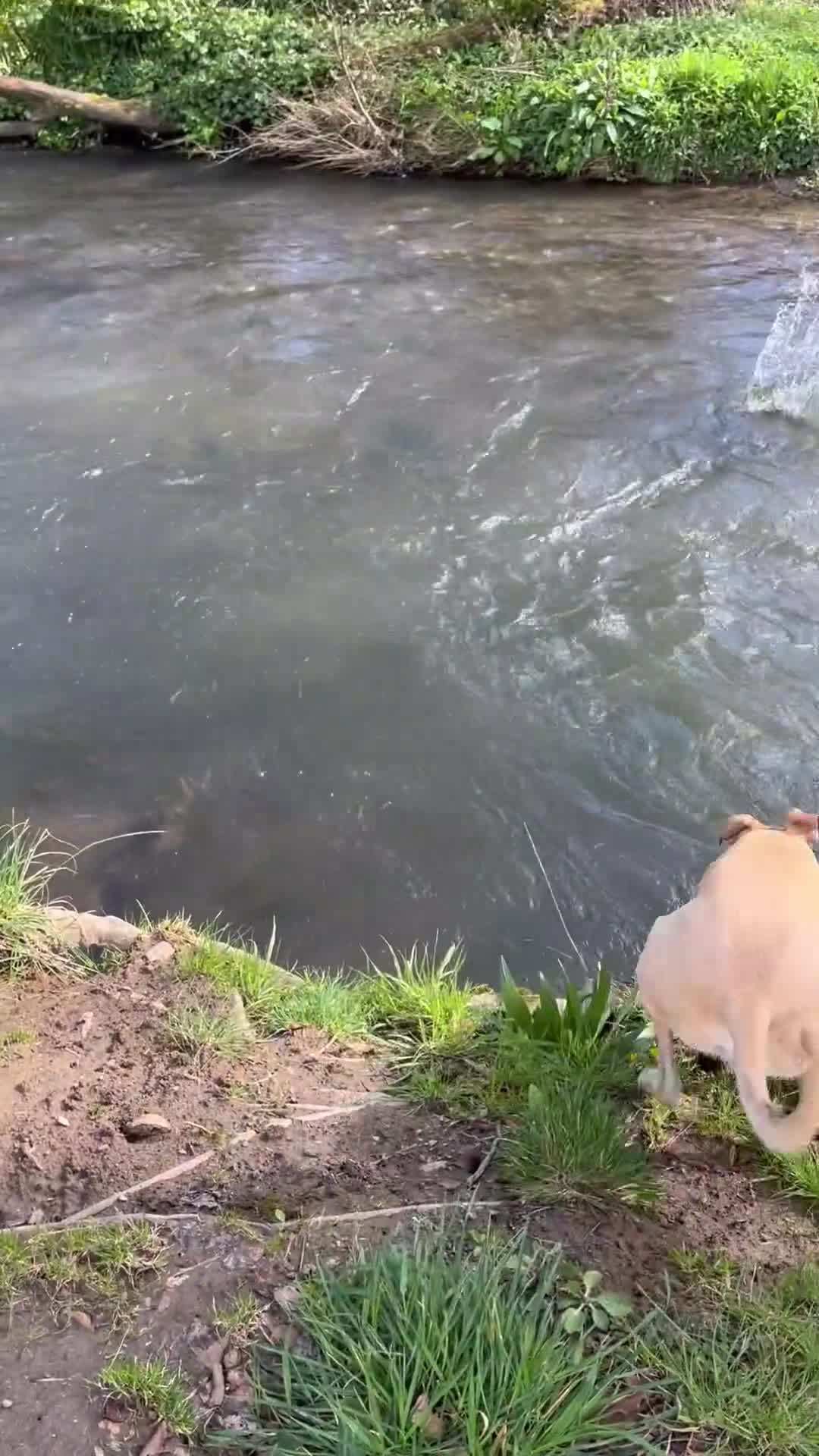 Lurcher dogs for stud: Light bull lurcher for stud (litter pick) - Video 1
