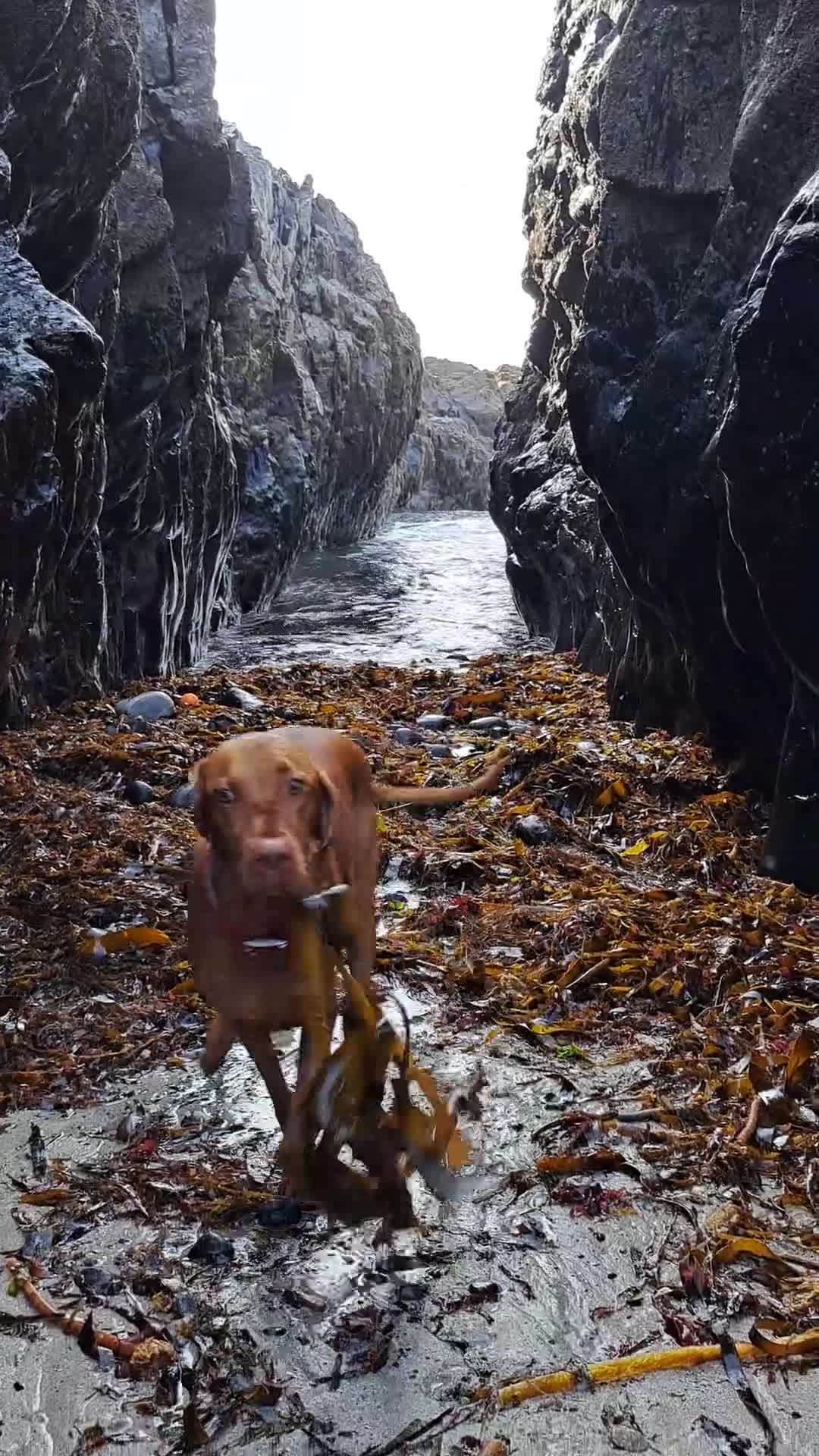 Hungarian Vizsla dogs for sale: Hungarian vizsla puppies  - Video 1