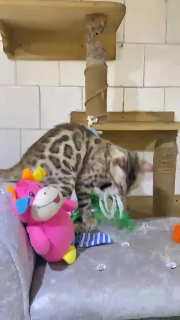 Bengal cats for sale: 🔥✨Pedigree TICA-Registered Bengals - Video 1