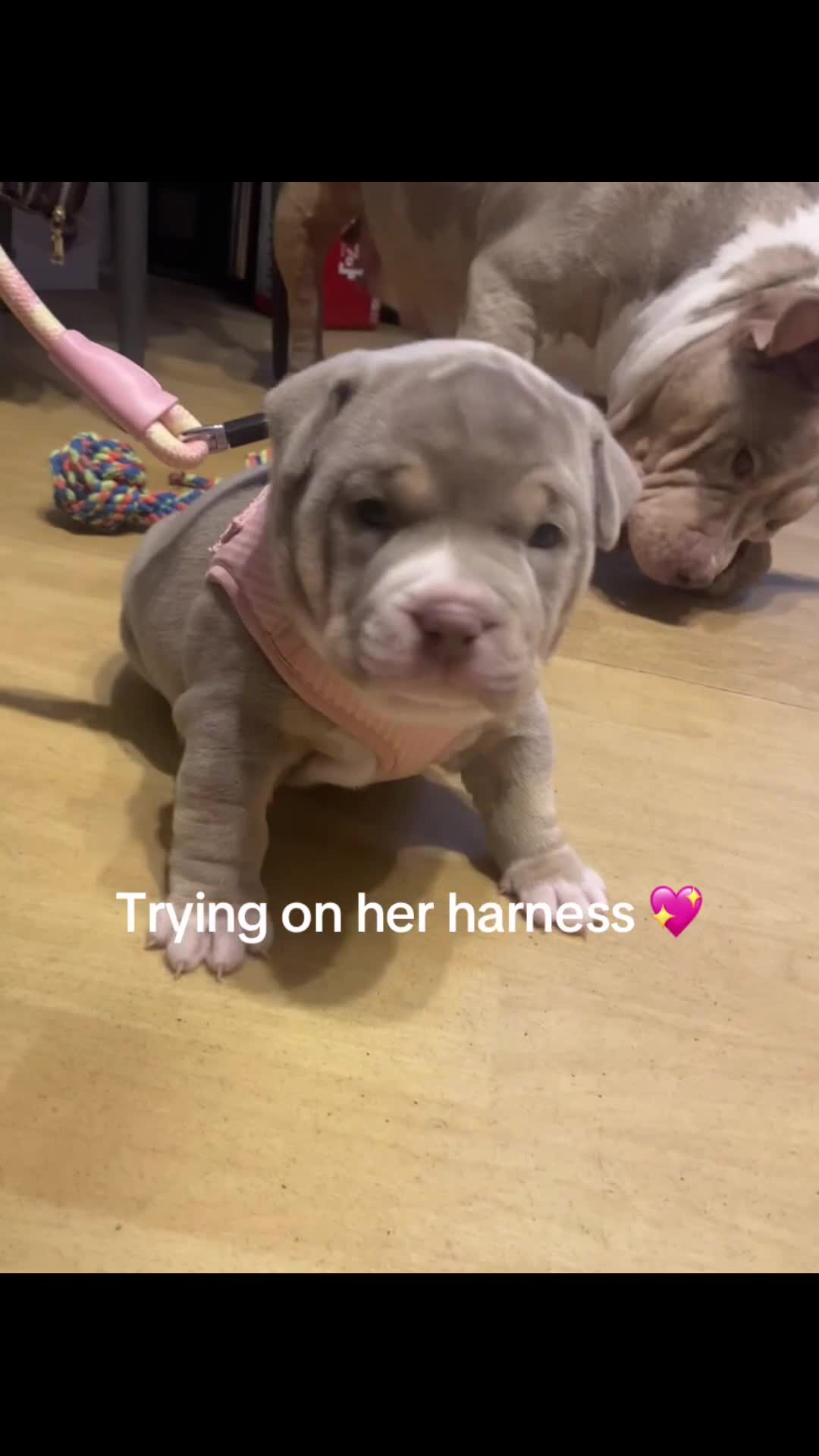 American Bully dogs for sale: American bully  - Video 2