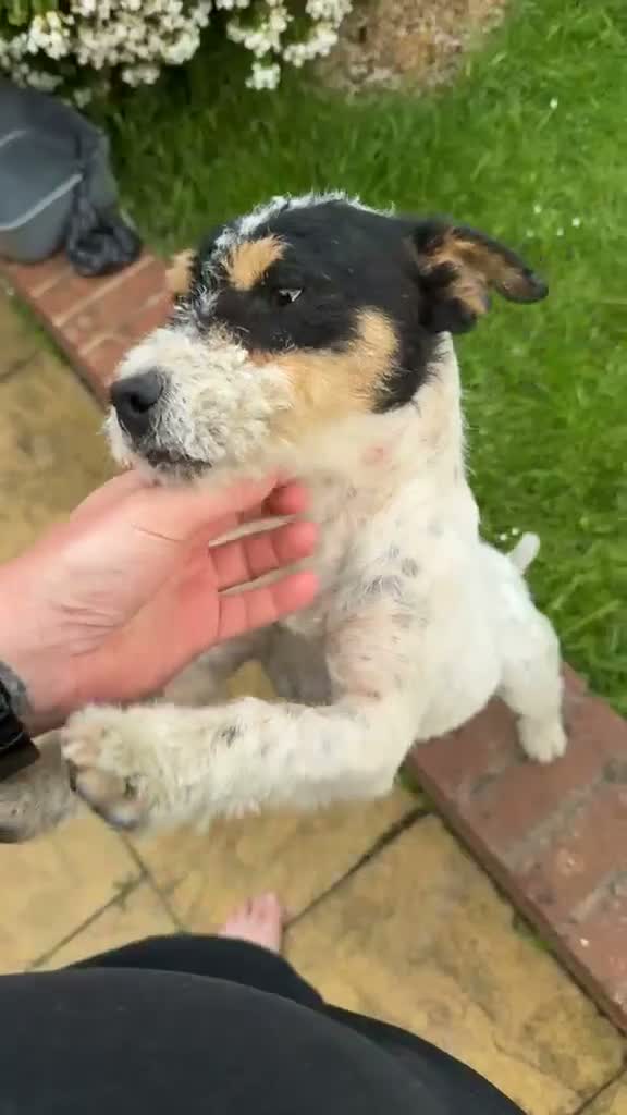 Jack Russell dogs for sale: Jack Russell Dog  - Video 1