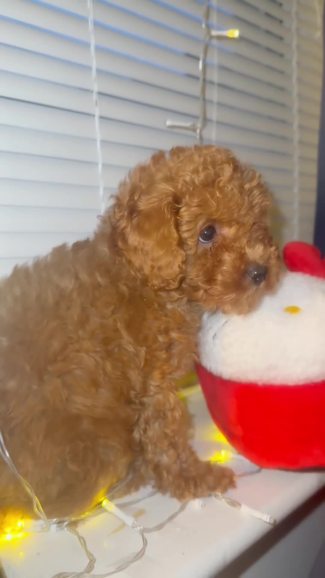Toy Poodle dogs for sale: ❤️ Tiny Fluffy Red Toy Poodle ❤️ - Video 1