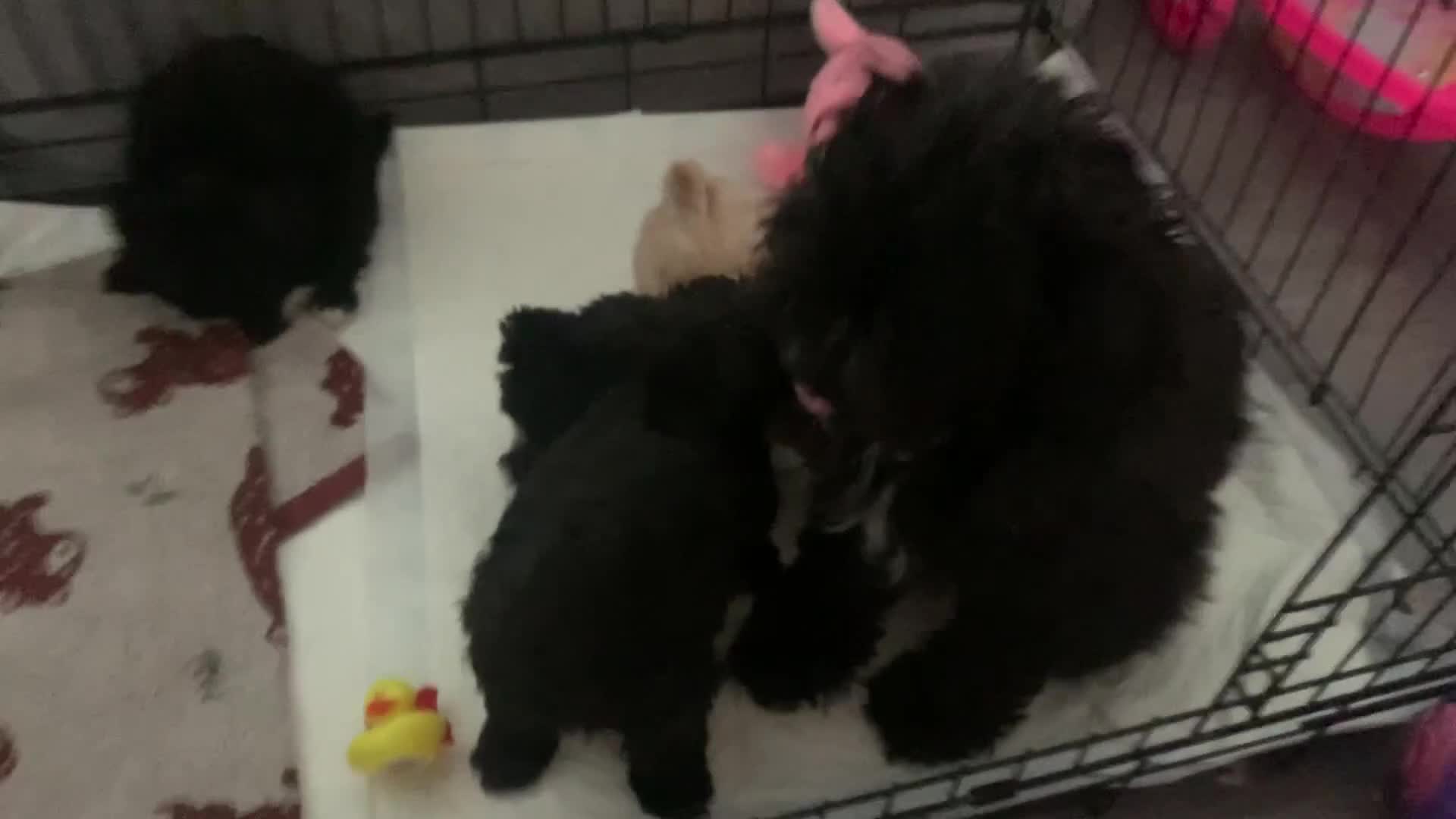 Shihpoo dogs for sale: Shihpoos  - Video 2