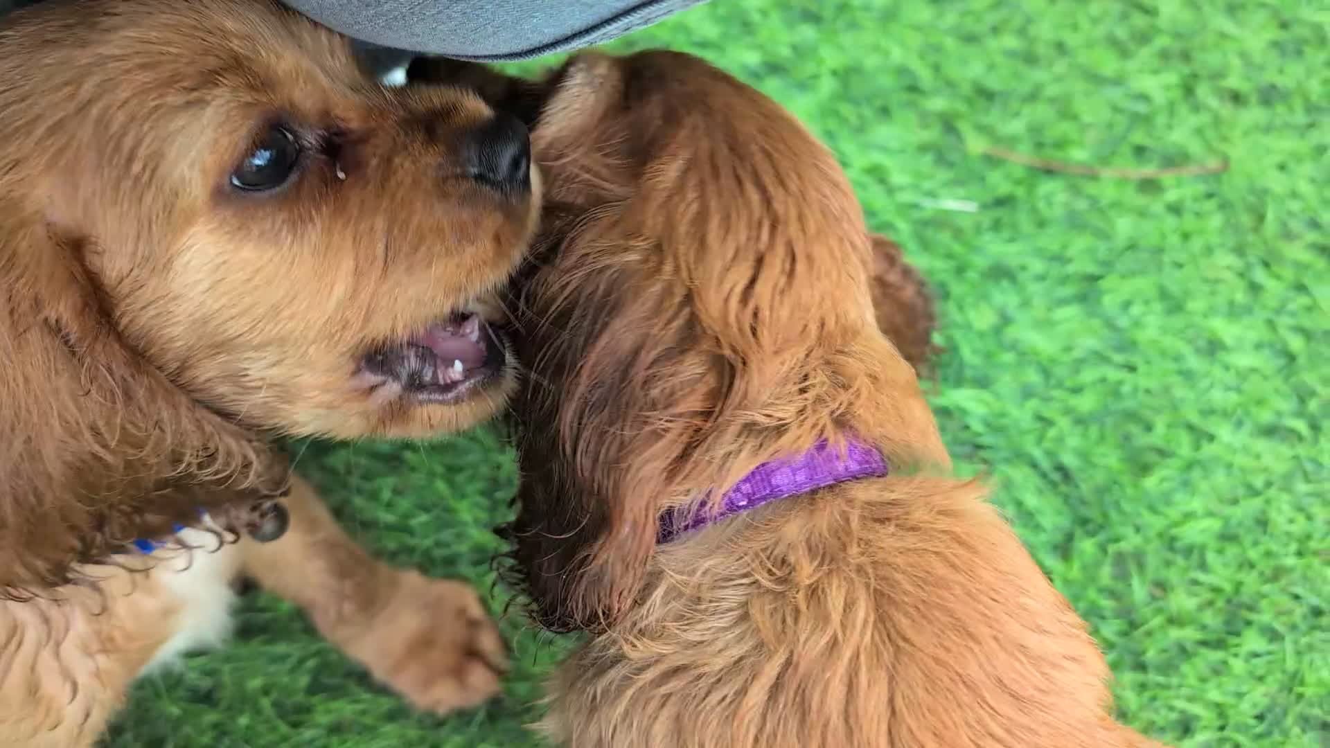 Mixed Breed dogs for sale: Cockalier puppies F1 for sale - Video 3