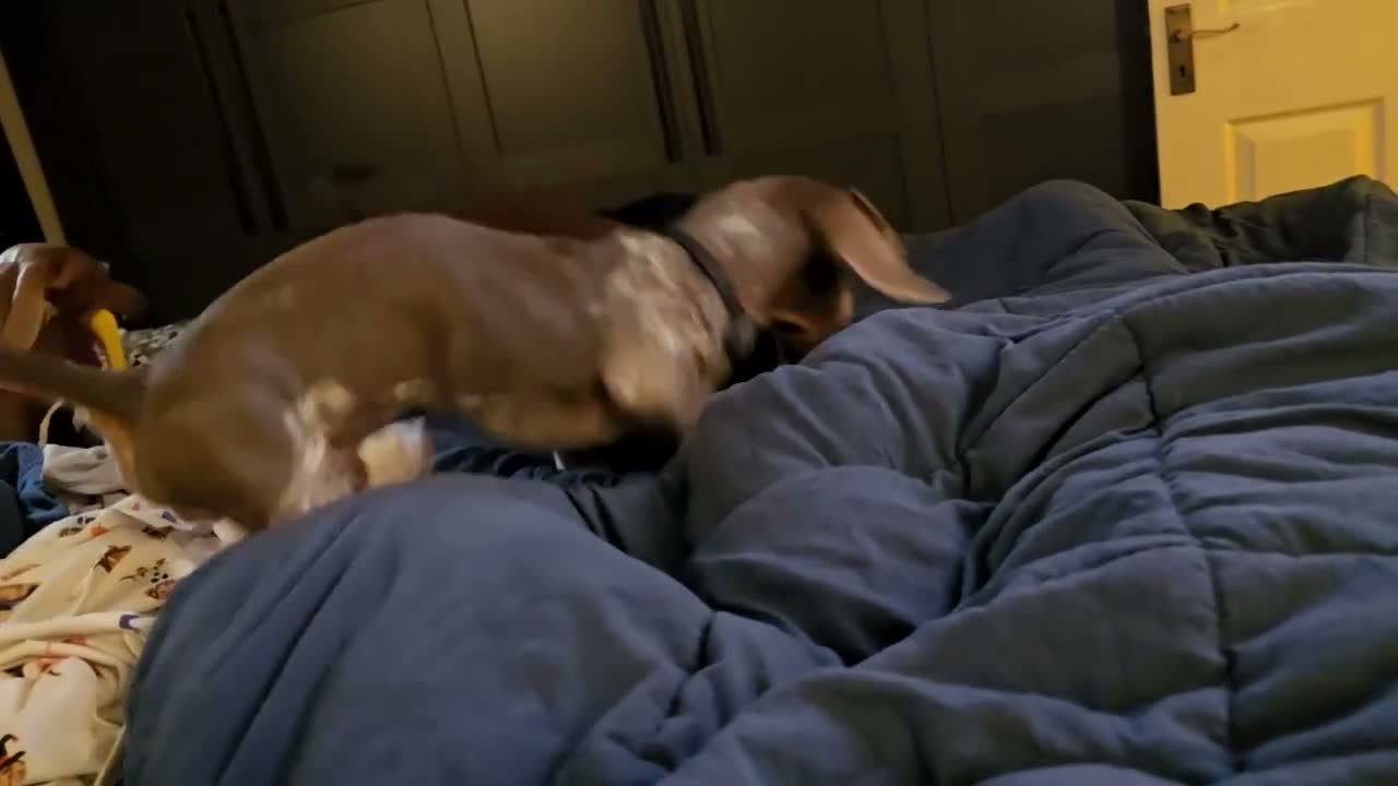 Miniature Dachshund dogs for sale: Rehome a Gorgeous little boy - Video 1