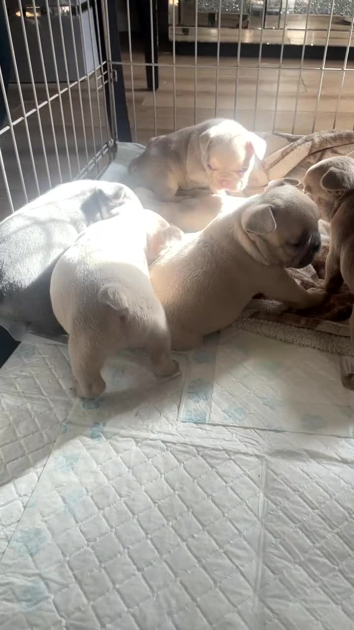French Bulldog dogs for sale: French bulldog puppies  - Video 1