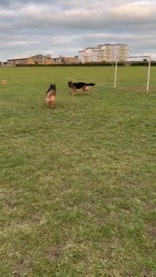 German Shepherd dogs for stud: German shepard for good home in Eastbourne - Video 1