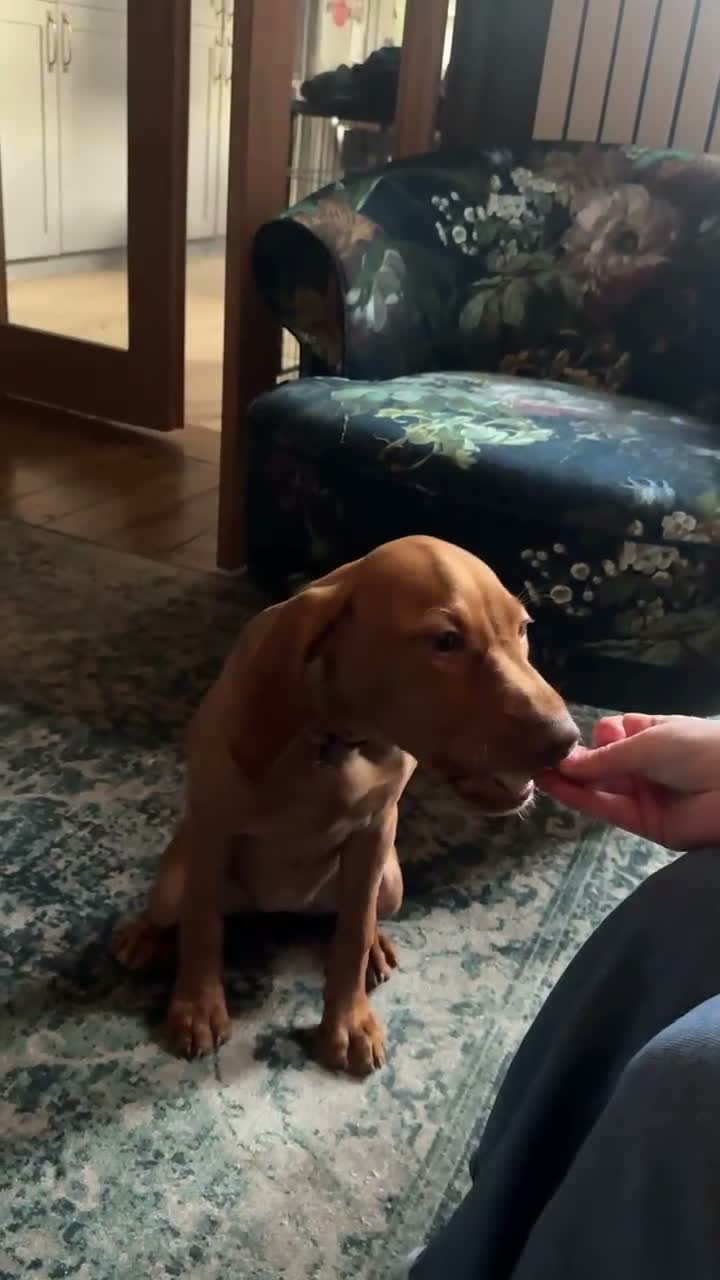 Hungarian Vizsla dogs for sale: Stunning Vizsla Female Puppy in Warrington - Video 1