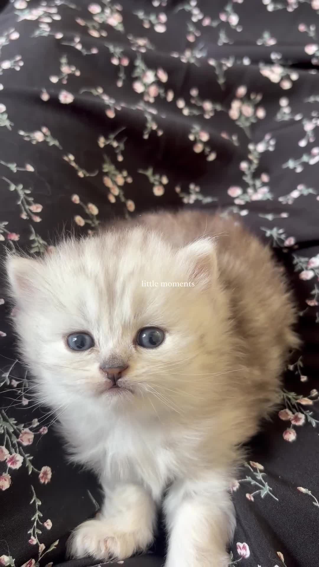 Persian cats for sale: Teddy Persian kittens  in Manchester - Video 1