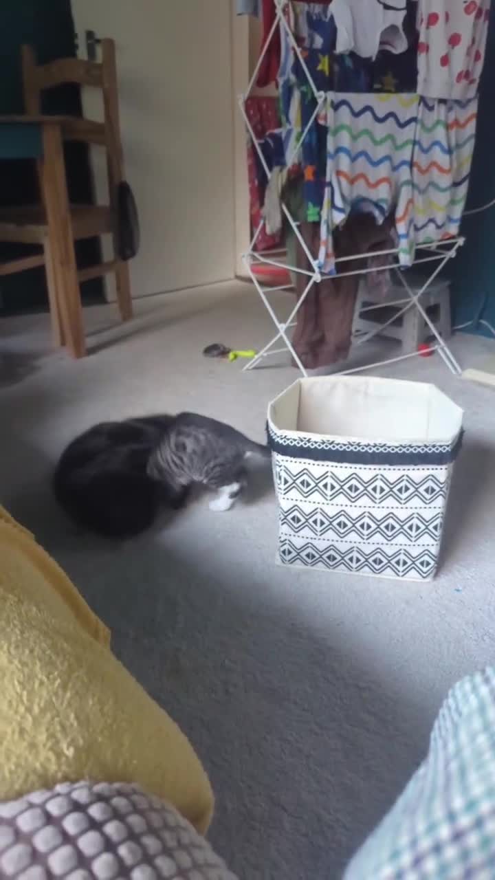 Mixed Breed cats for sale: Mixed Breed Male Tabby  - Video 2