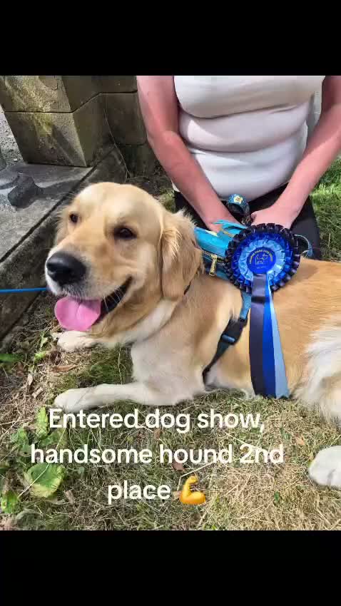 Golden Retriever dogs for stud: Golden retriever for stud - Video 2