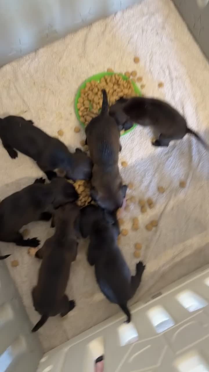 Mixed Breed dogs for sale: Patterdale X Beagle in Castleford - Video 2