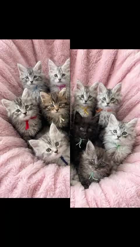 Maine Coon cats for sale: Outstanding Maine coon kittens  - Video 2